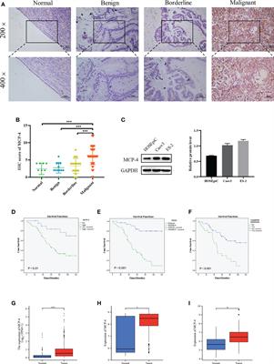 Prognostic biomarker MCP-4 triggers epithelial-mesenchymal transition via the p38 MAPK pathway in ovarian cancer